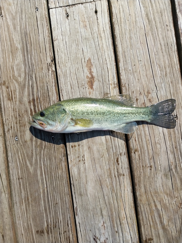 A photo of Paul Estatio's catch