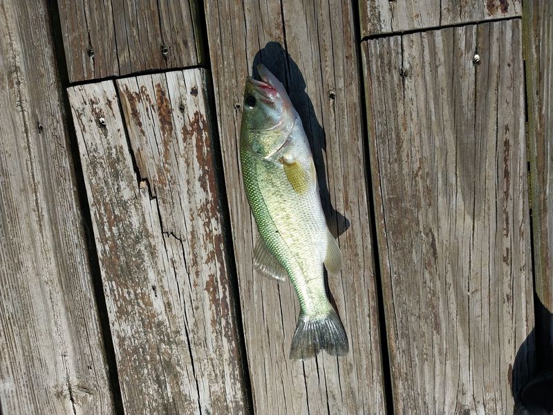 A photo of Paul Estatio's catch