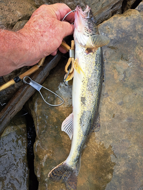A photo of Dave Jerry's catch