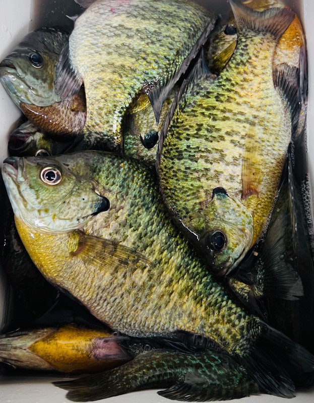 A photo of Tom Callaci's catch