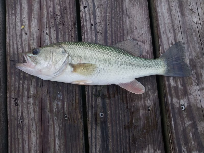 A photo of Paul Estatio's catch
