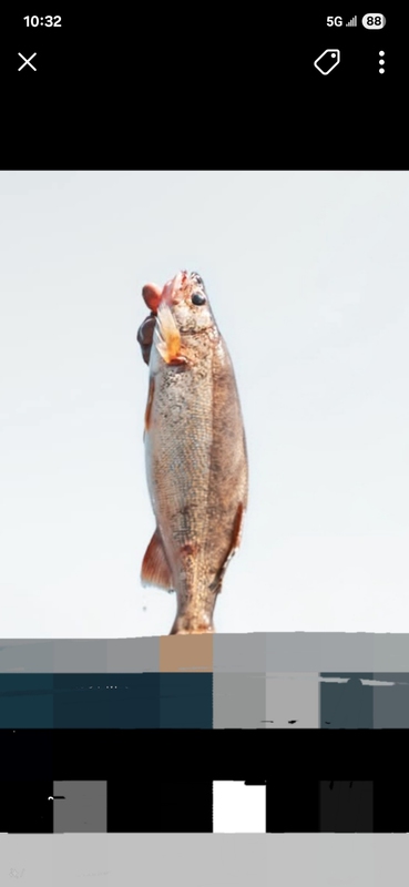 A photo of Matt Johnson's catch