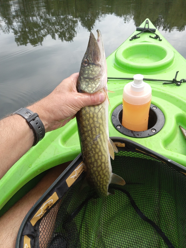 A photo of Bill Fenstermaker's catch