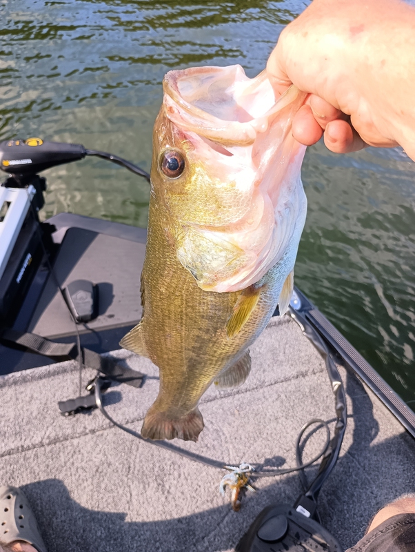 A photo of Darryl  Speakman 's catch