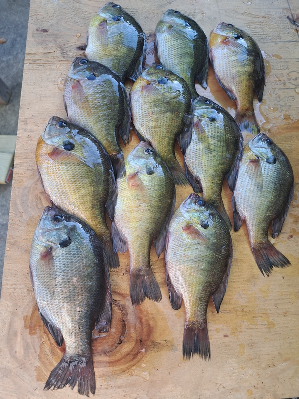 A photo of Dave Jerry's catch