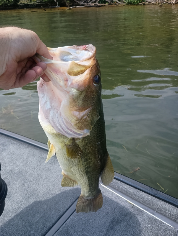 A photo of Darryl  Speakman 's catch