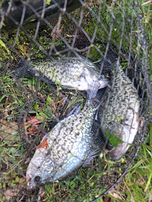 A photo of Dave Jerry's catch