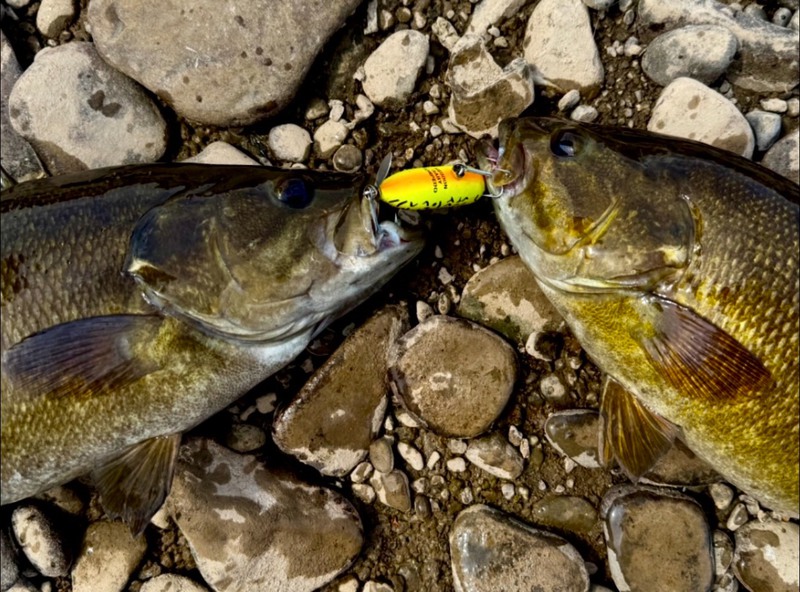 A photo of Tim Crowley's catch