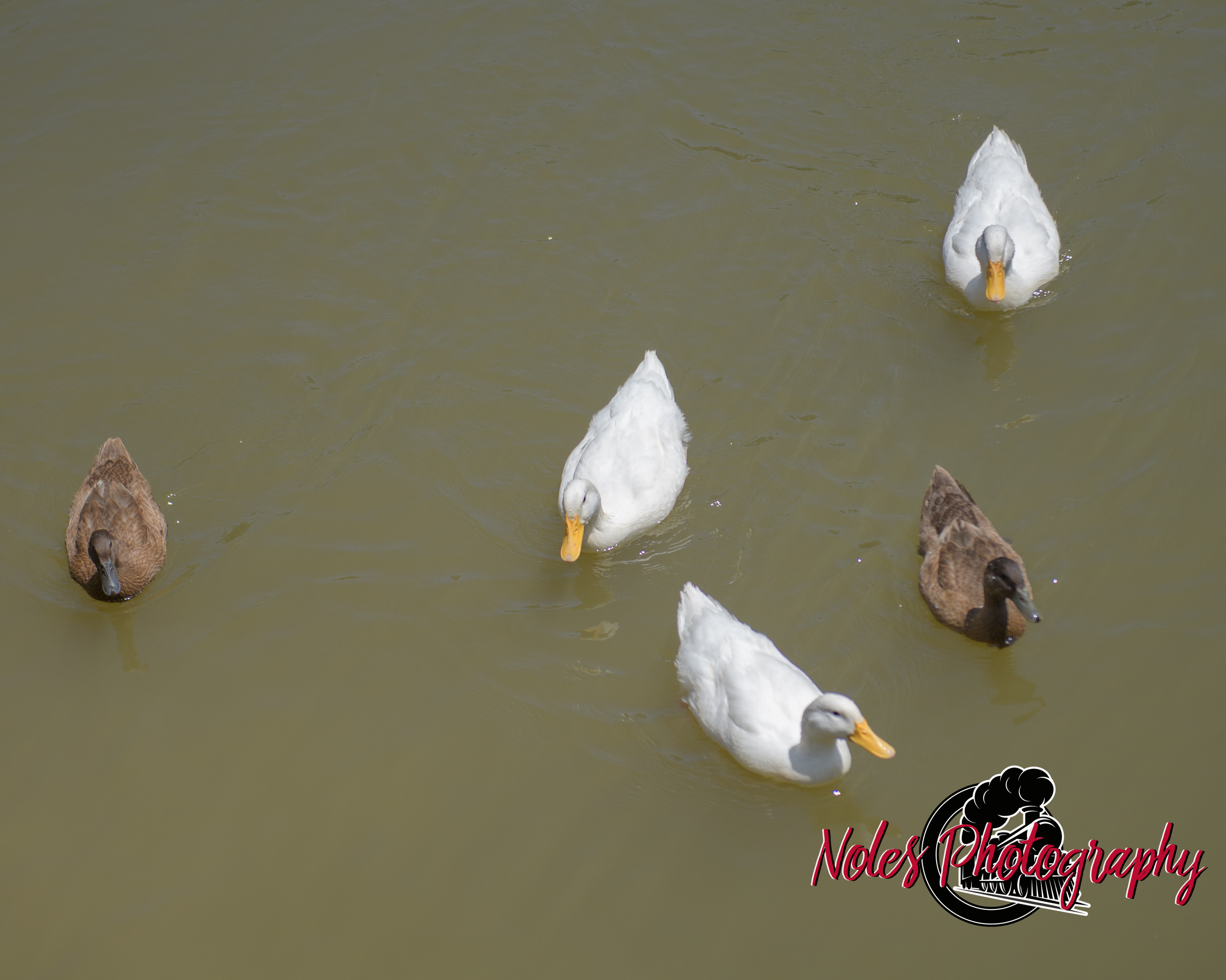 Kaitlyns-Grad-Party-6647