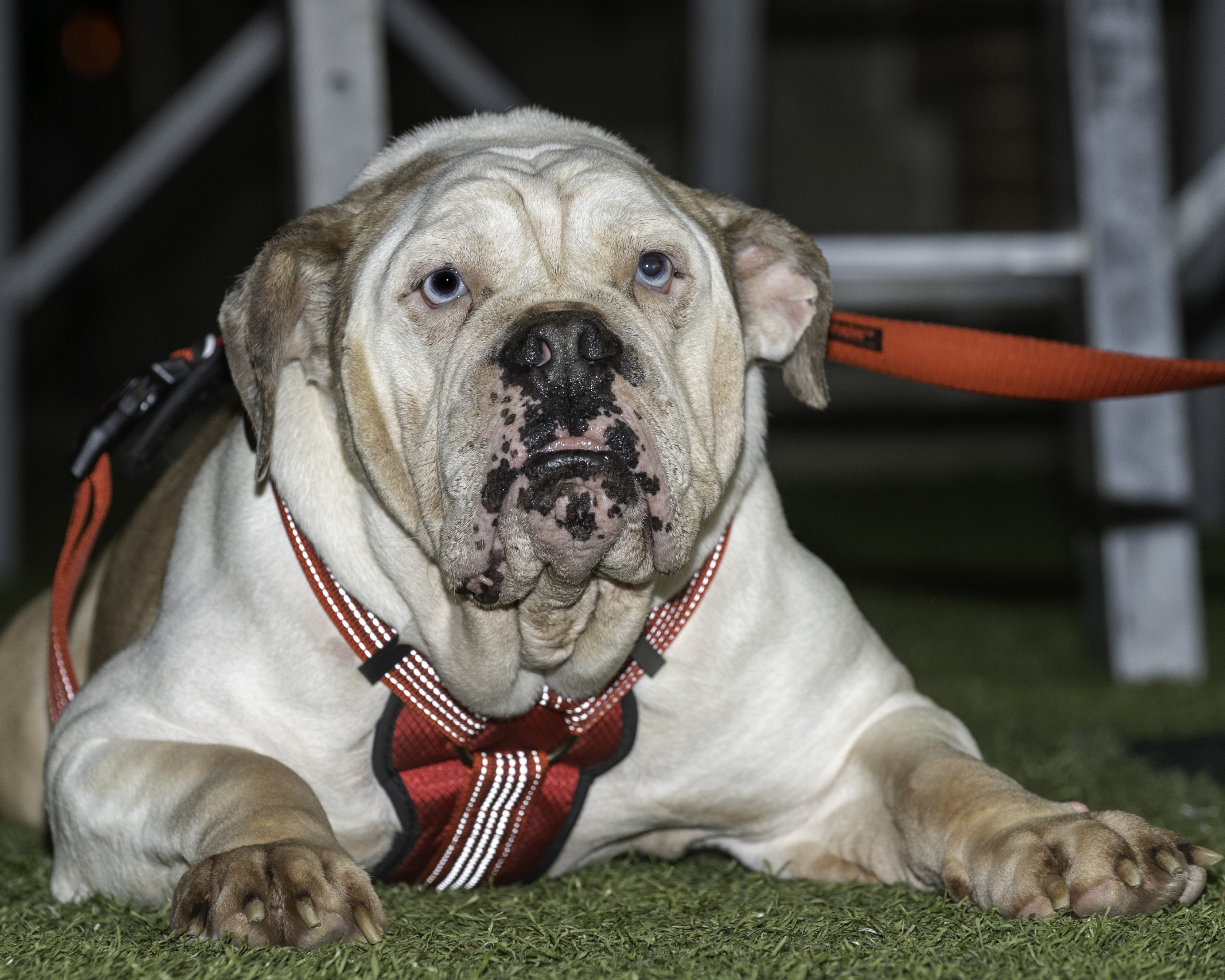OHS-Homecoming-2021©NolesPhotography-5112