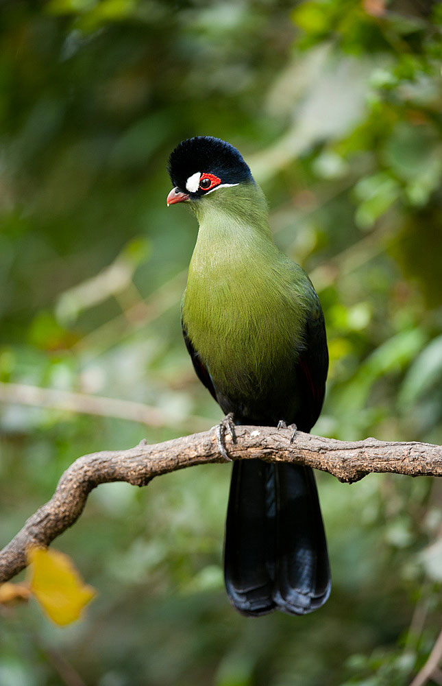 Birding Tanzania Birds of Tanzania
