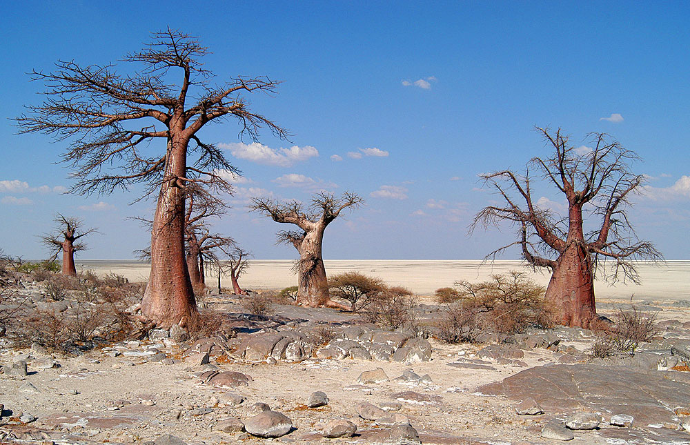 Makgadikgadi Pans National Park Travel guide, Map & More!