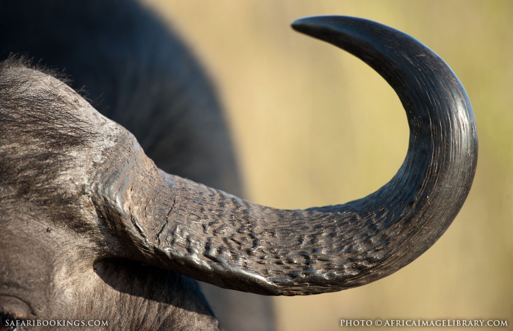Buffalo horn in Zulu Nyala Game Reserve, South Africa