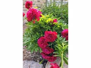 Image Provided by Seller