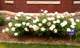 Mature Gardens surround this beautiful home! 