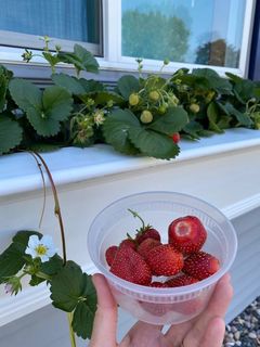 Photo Provided by Seller