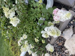 Photo Provided by Seller