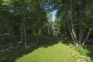 Morning sunlight peaks through the trees in the back yard