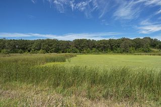 wetland and seemingly always having wildlife
