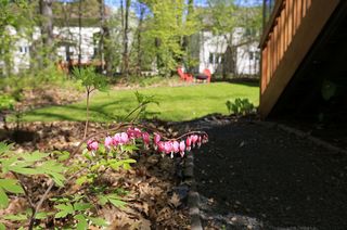 Perennials peak out from every corner