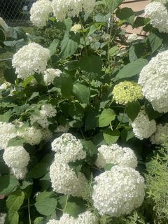 Photo Provided by Agent