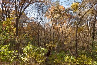 Black Dog Park Is Very Wooded Here. Thanks For Taking Our Tour!