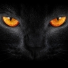 Avatar de D4rkCat