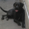 Avatar de RoniRio