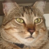 Avatar de Sr. Gatinho