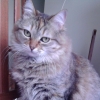 Avatar de Milu s/chat
