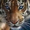 Avatar de "Jomadufi"