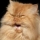 Avatar de gatao53