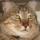 Avatar de Sr. Gatinho