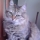 Avatar de Milu s/chat