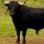 touro negro