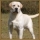 .Labrador.