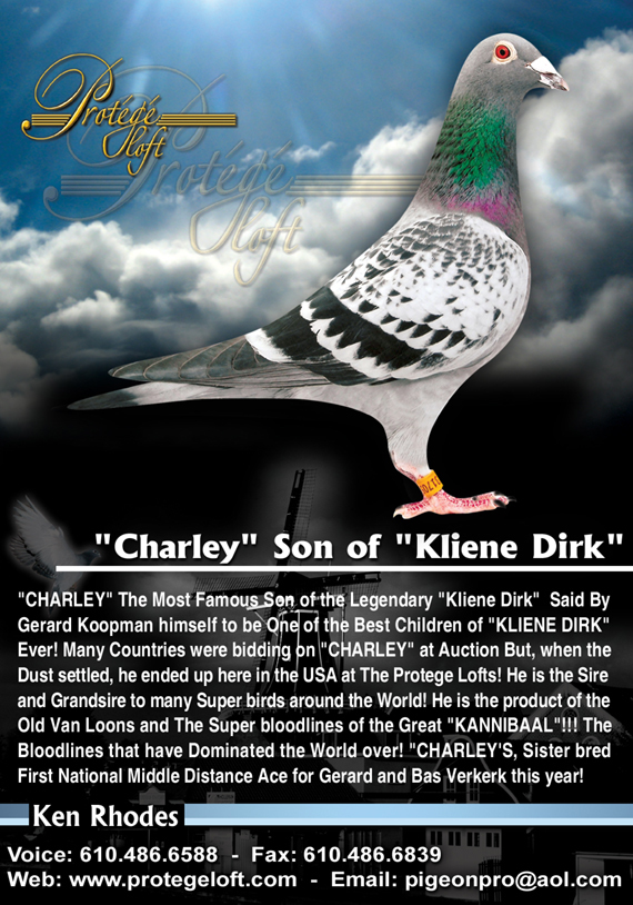 PigeonDB: CHARLEY, NL 2003 1731705 COCK