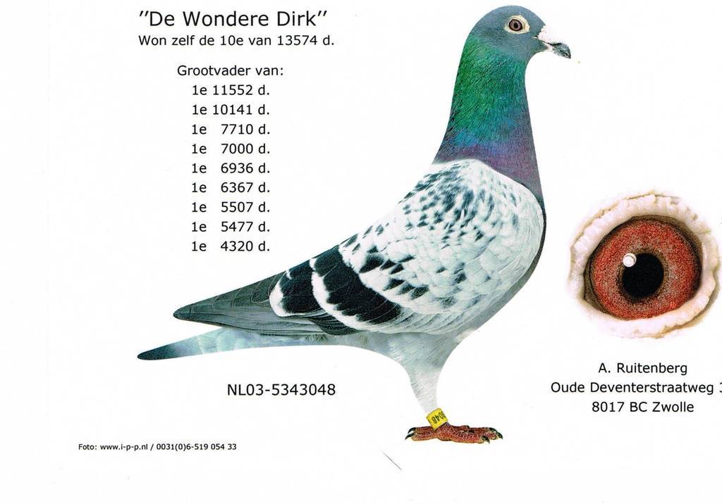 PigeonDB: DE WONDERE DIRK, NL 2003 5343048 COCK