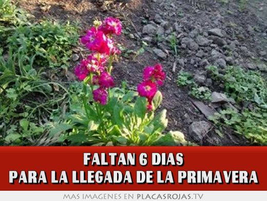 Faltan 6 dias para la llegada de la primavera - Placas Rojas TV