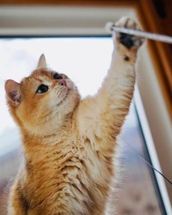 Pet Friendly Washington D.C. with @kissi_home