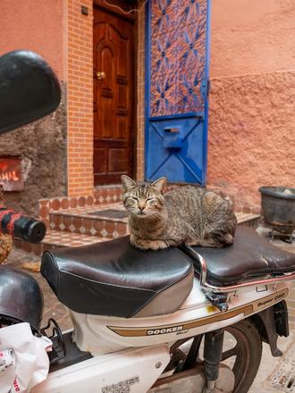 Morocco Travel Experiences with @jessieonajourney