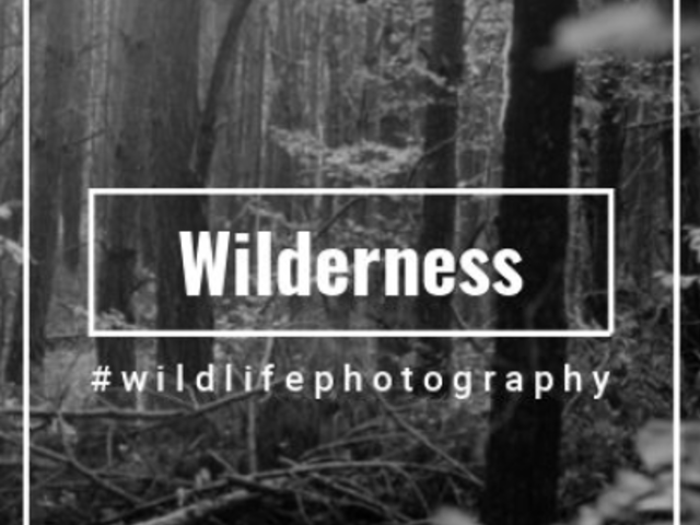 Instagram Story Video Maker for a Wild Life Photographer 4032-el1