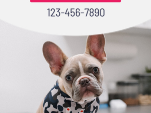 Instagram Story Video Template to Promote a Veterinary Clinic 1200c 5562-el1
