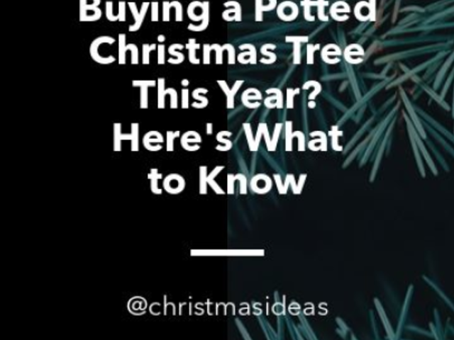 Instagram Story Video Maker Featuring Christmas Tree Ideas 4969