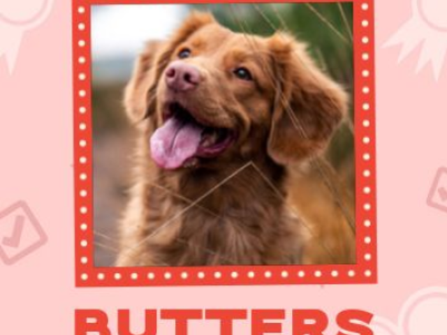 Electoral-Themed Instagram Story Video Template Featuring a Dog Photo 7252