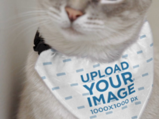 Pet Bandana Video Featuring a Cute Cat With Blue Eyes 8097v
