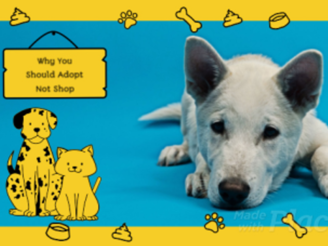 Animated Slideshow Maker for Pet Adoption Awareness 1774