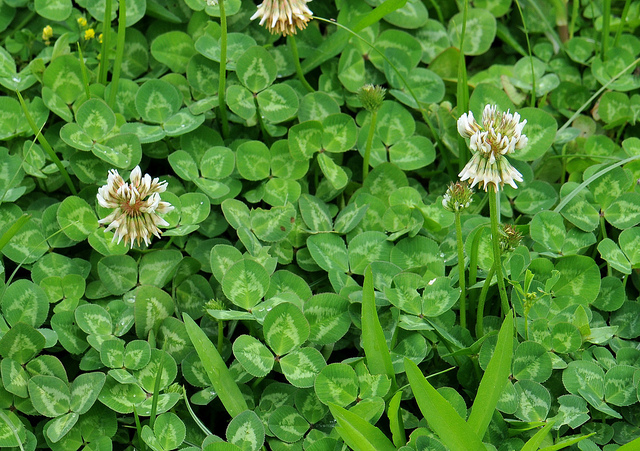Clover | Diseases and Pests, Description, Uses, Propagation