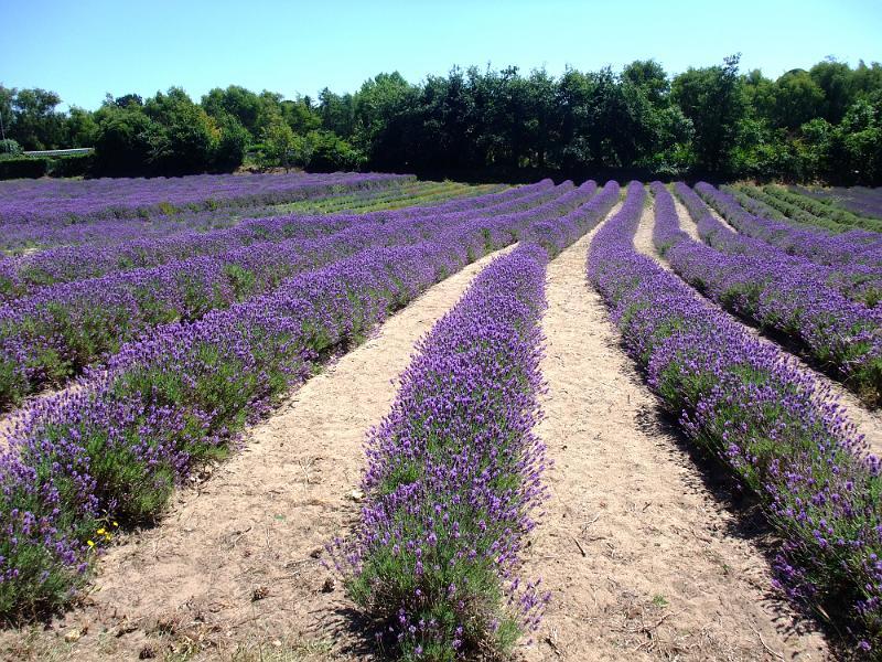 Lavender Diseases and Pests, Description, Uses, Propagation