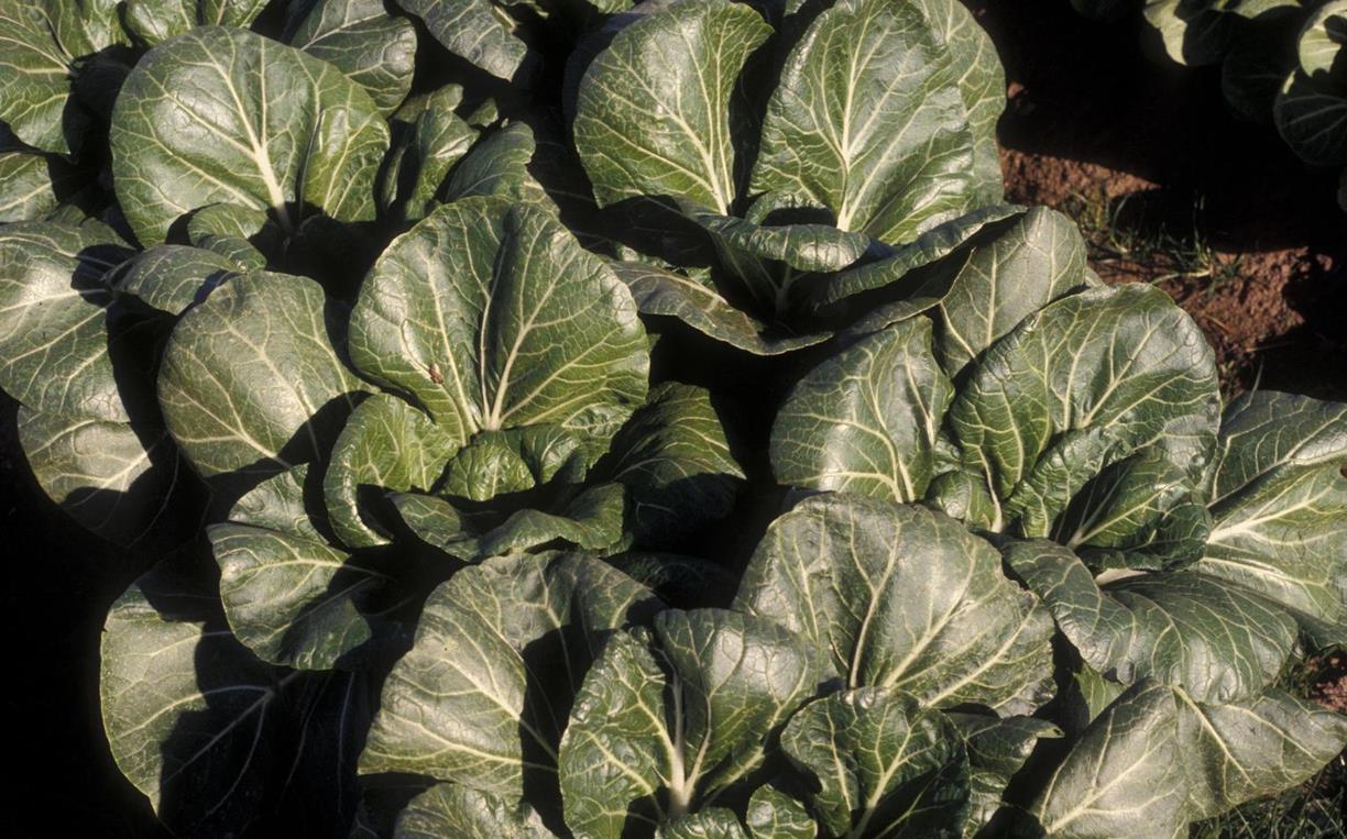 Chinese cabbage Diseases and Pests, Description, Uses, Propagation